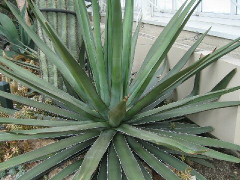 Agave karwinskii