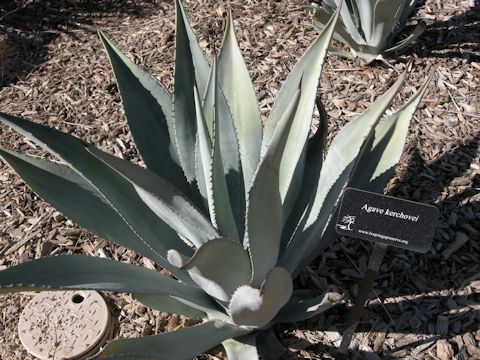 Agave kerchovei