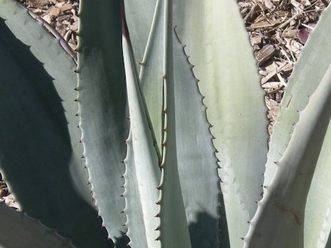 Agave kerchovei