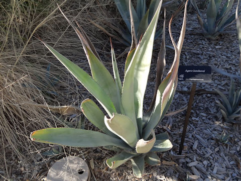 Agave kerchovei