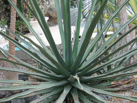 Agave lophantha