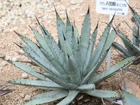 Agave macroacantha