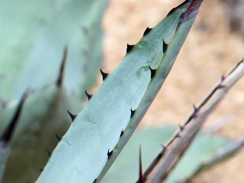 Agave macroacantha