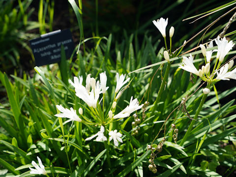 Agapanthus praecox ssp. minimus 'Albus'