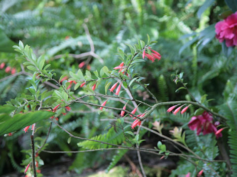 Agapetes obovata