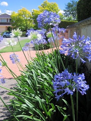 アガパンサス Agapanthus Africanus