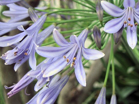 Agapanthus africanus