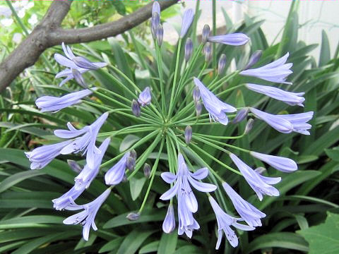 Agapanthus africanus