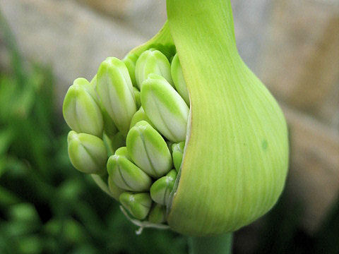 Agapanthus africanus