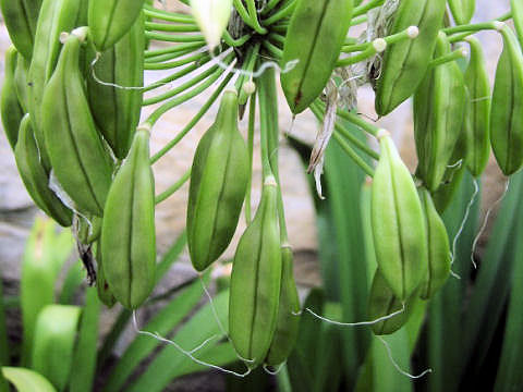 Agapanthus africanus