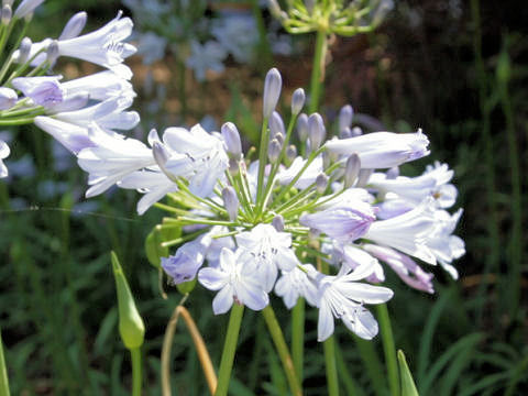 Agapanthus africanus