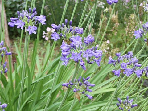 Agapanthus africanus