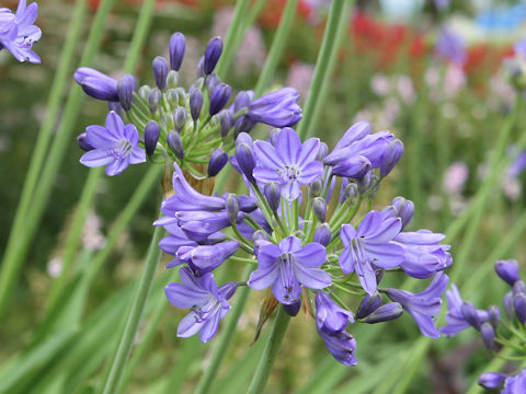 Agapanthus africanus