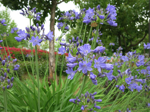 Agapanthus africanus