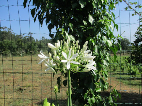 Agapanthus africanus