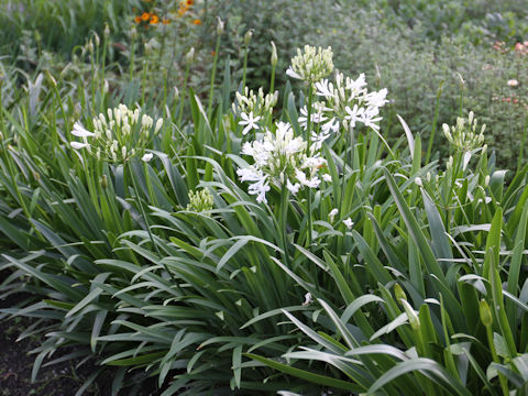 Agapanthus africanus