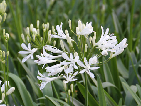 Agapanthus africanus