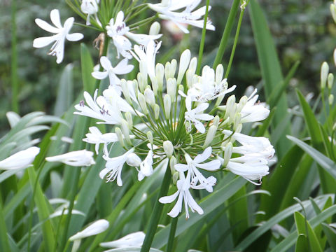 Agapanthus africanus