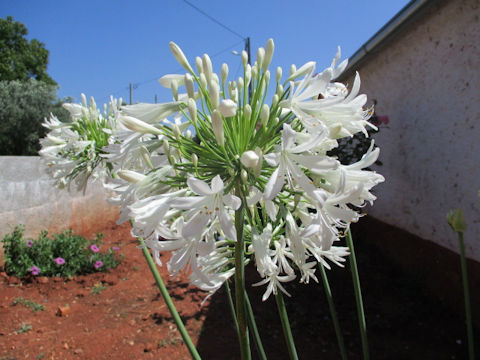 Agapanthus africanus