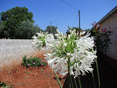 Agapanthus africanus