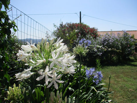 Agapanthus africanus