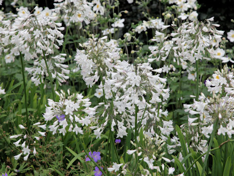 Agapanthus africanus