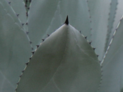 Agave parryi