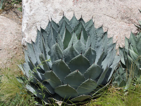 Agave parryi