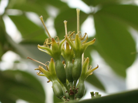 Agave potatorum