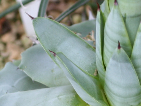 Agave potatorum