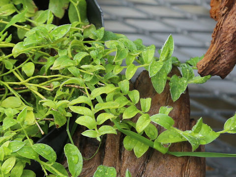 Evolvulus alsinoides