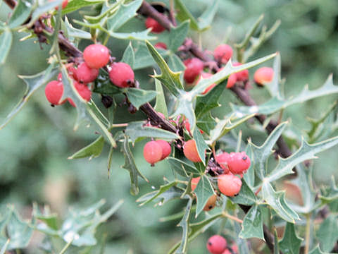 Berberis trifoliolata