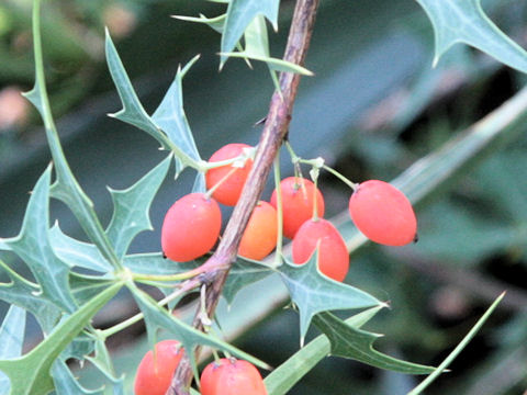 Berberis trifoliolata