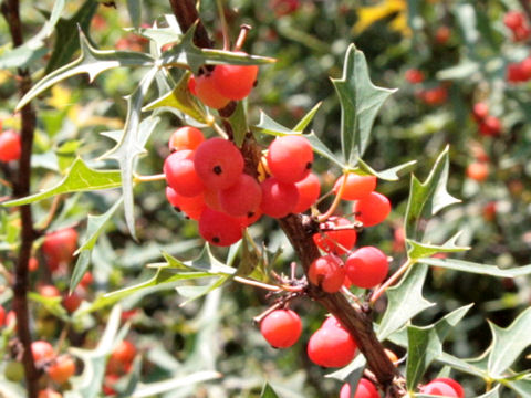 Berberis trifoliolata