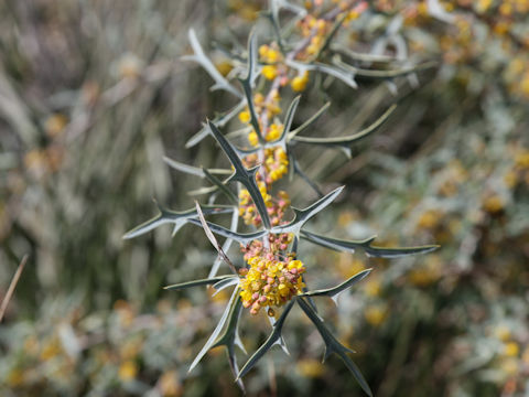 Berberis trifoliolata