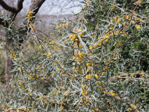 Berberis trifoliolata