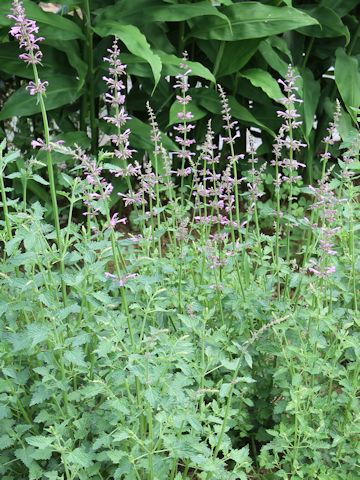 Agastache pallidiflora ssp. neomexicana cv. Rose Mint