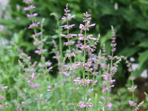 Agastache pallidiflora ssp. neomexicana cv. Rose Mint