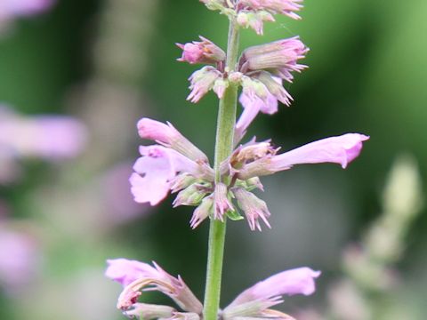 Agastache pallidiflora ssp. neomexicana cv. Rose Mint