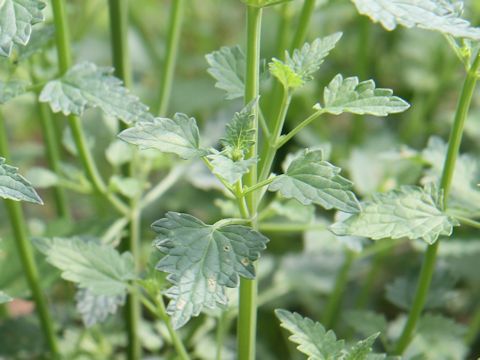 Agastache pallidiflora ssp. neomexicana cv. Rose Mint