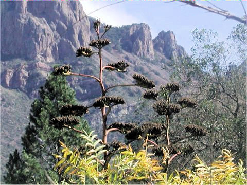 Agave scabra