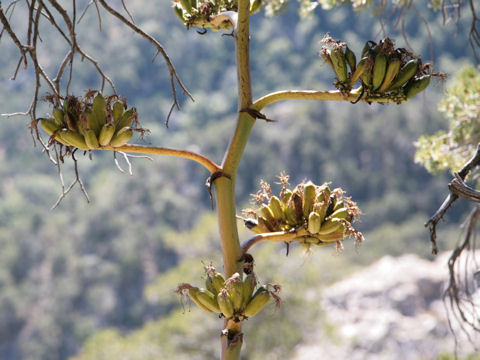 Agave scabra