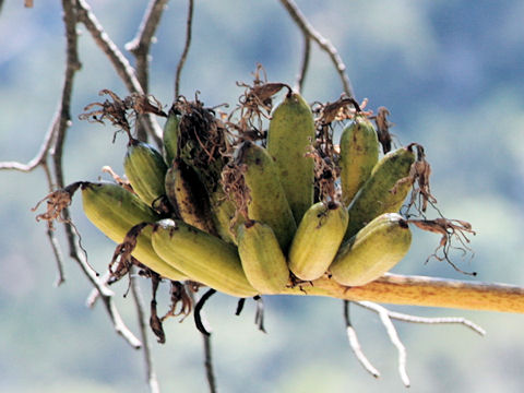 Agave scabra