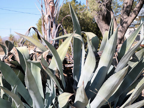 Agave scabra