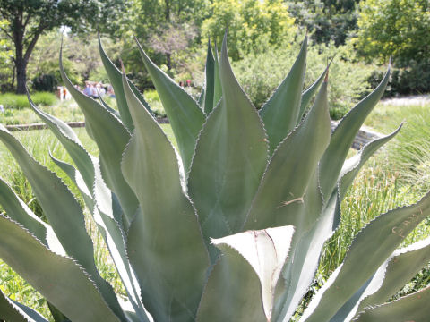 Agave scabra