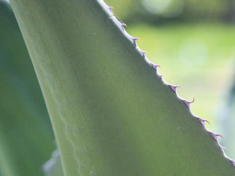 Agave scabra