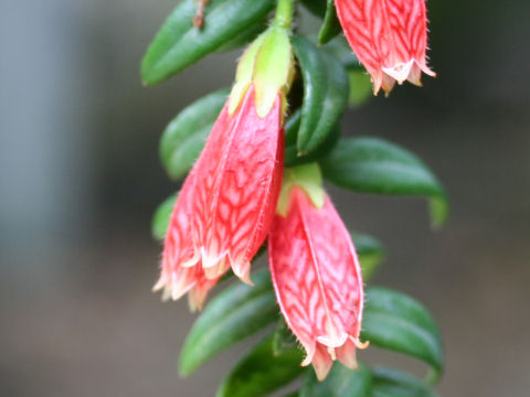 Agapetes serpens