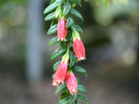 Agapetes serpens