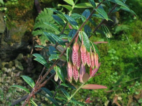 Agapetes serpens