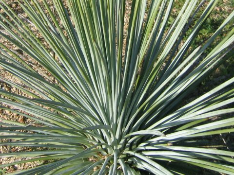 Agave striata